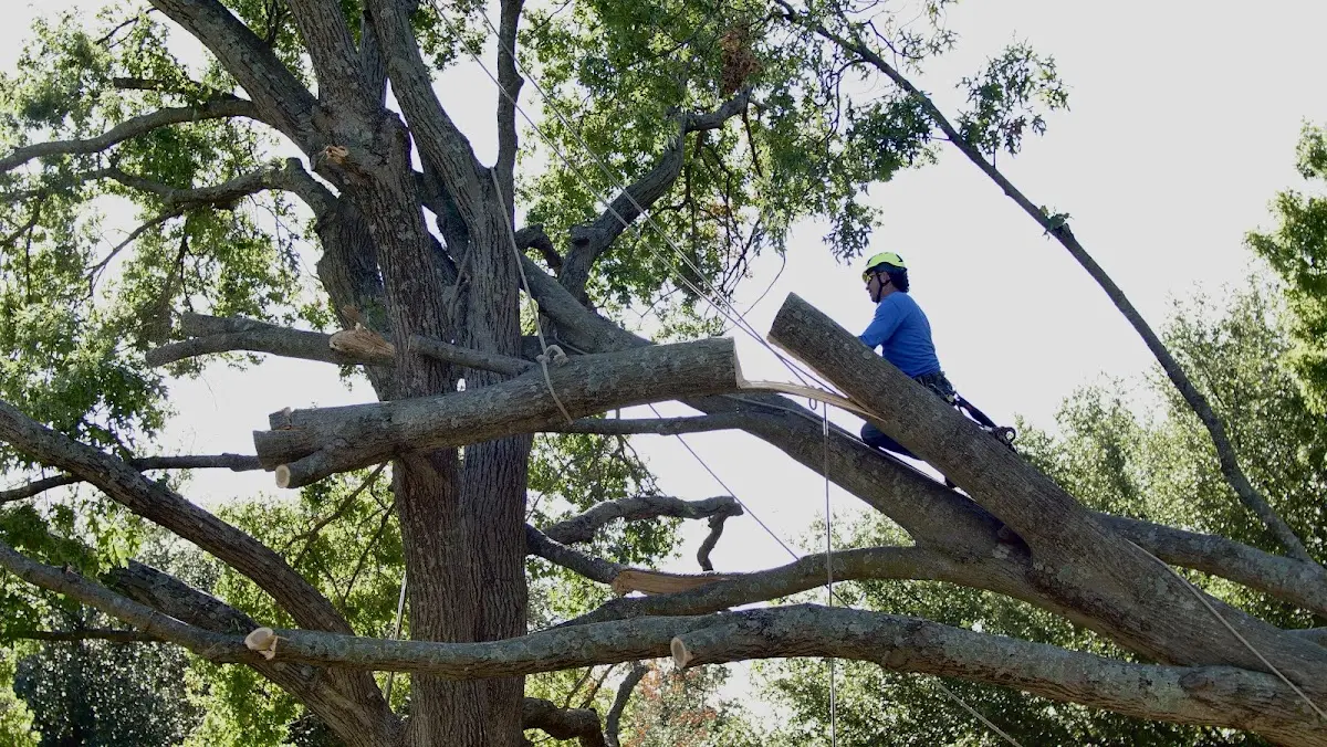 Professional Hazardous Tree Removal performed by certified arborists in Volant