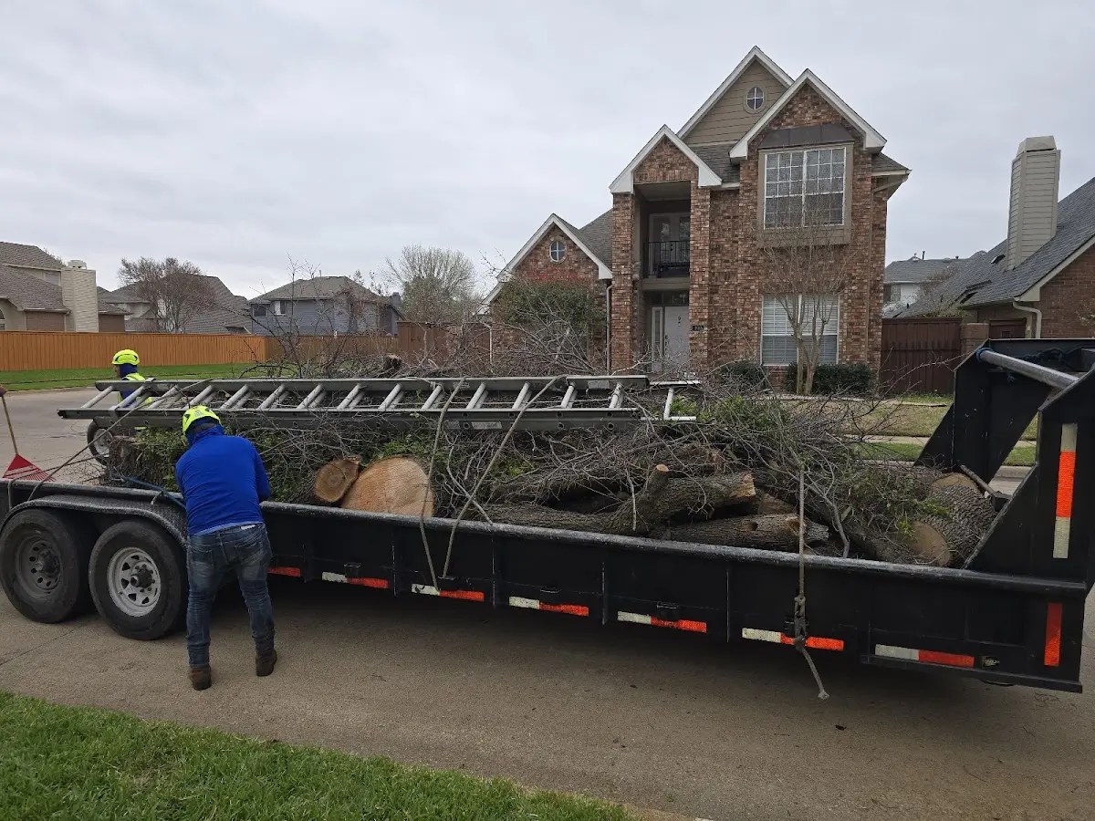 Expert Tree Removal with proper safety equipment in Volant